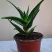 Sadnice - sobne biljke: Aloe vera- biljka sa slika- veca, slika1
